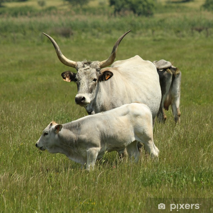 Beef Cattle