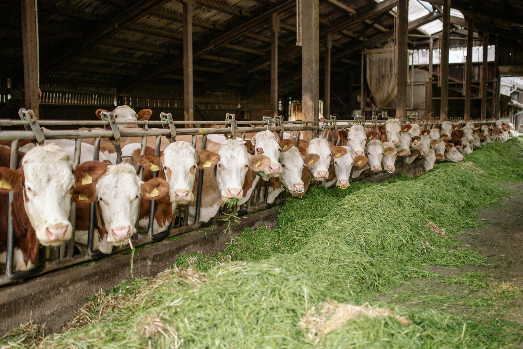 Dairy Cows