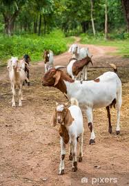 Goats