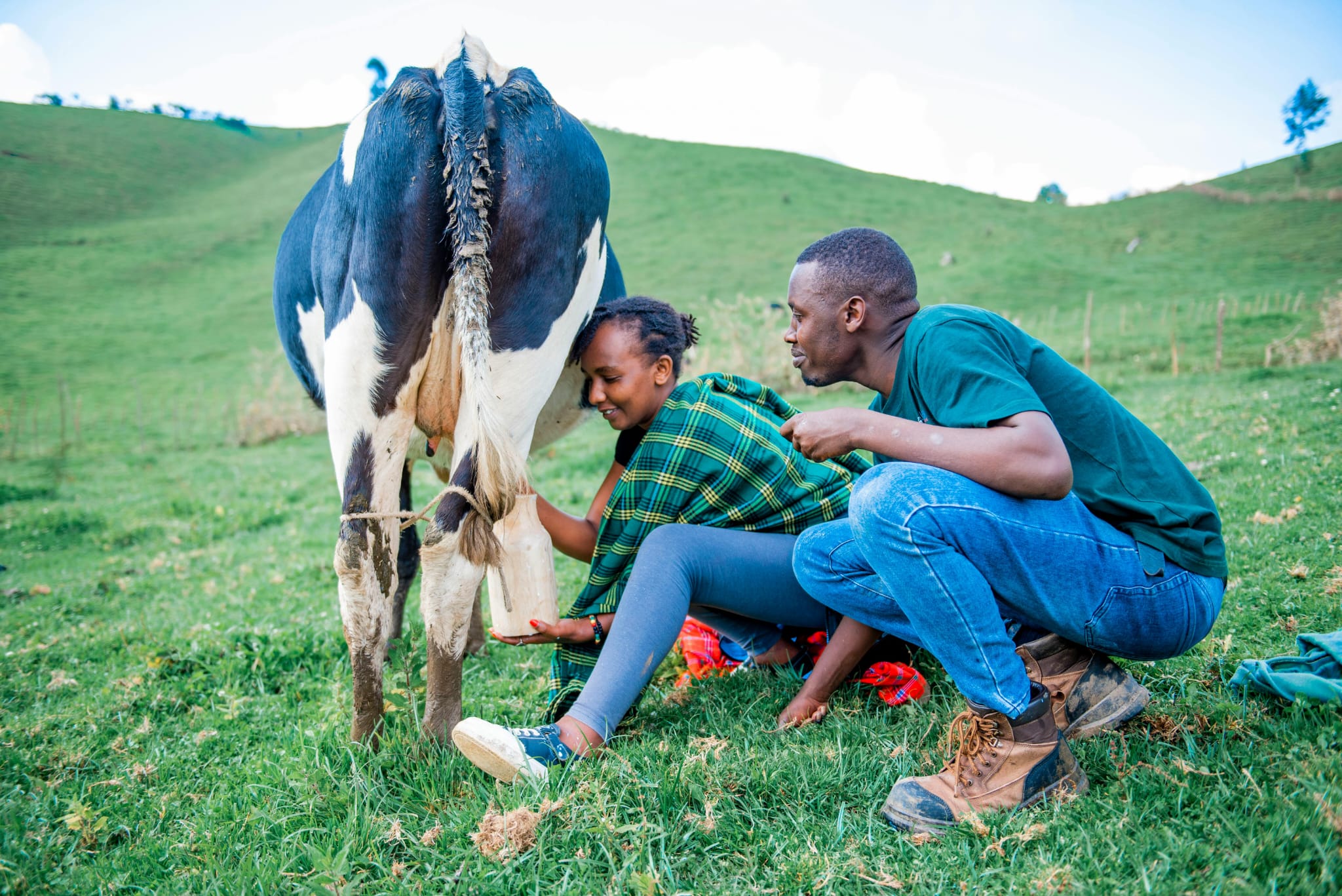 Milking Cow