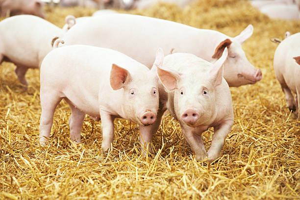 Pigs