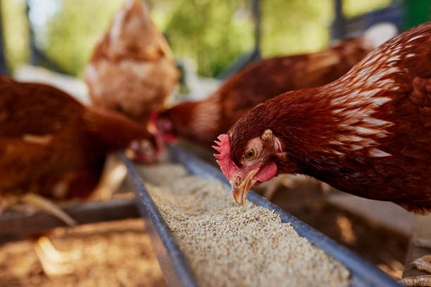 Poultry