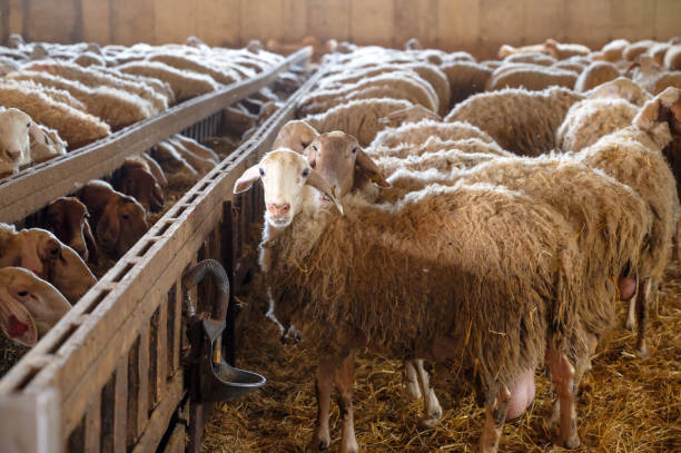 Sheep