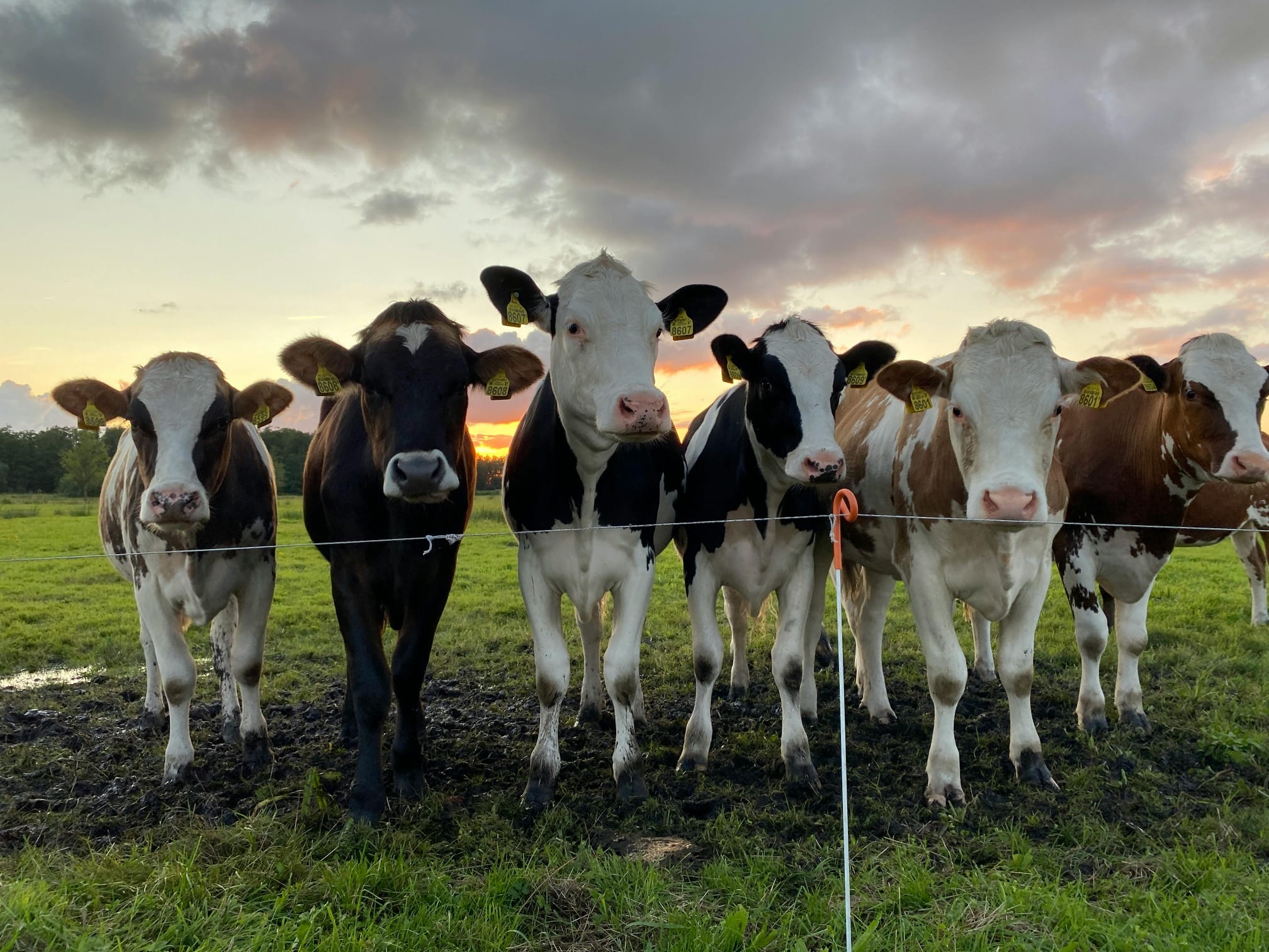 Dairy Cows