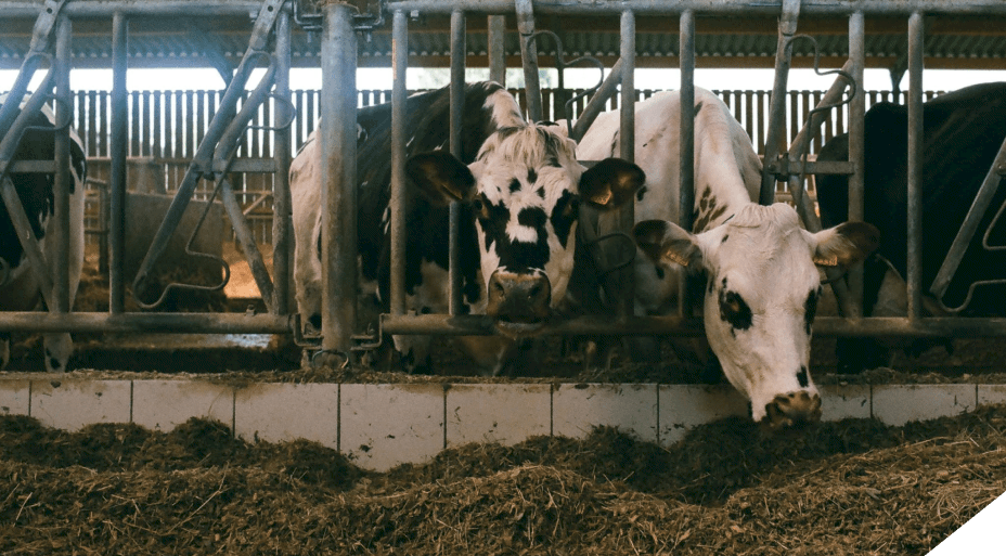 Dairy Image
